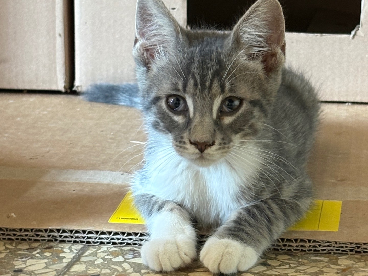 Adotta un gatto, taglia non valida, maschio, Siracusa