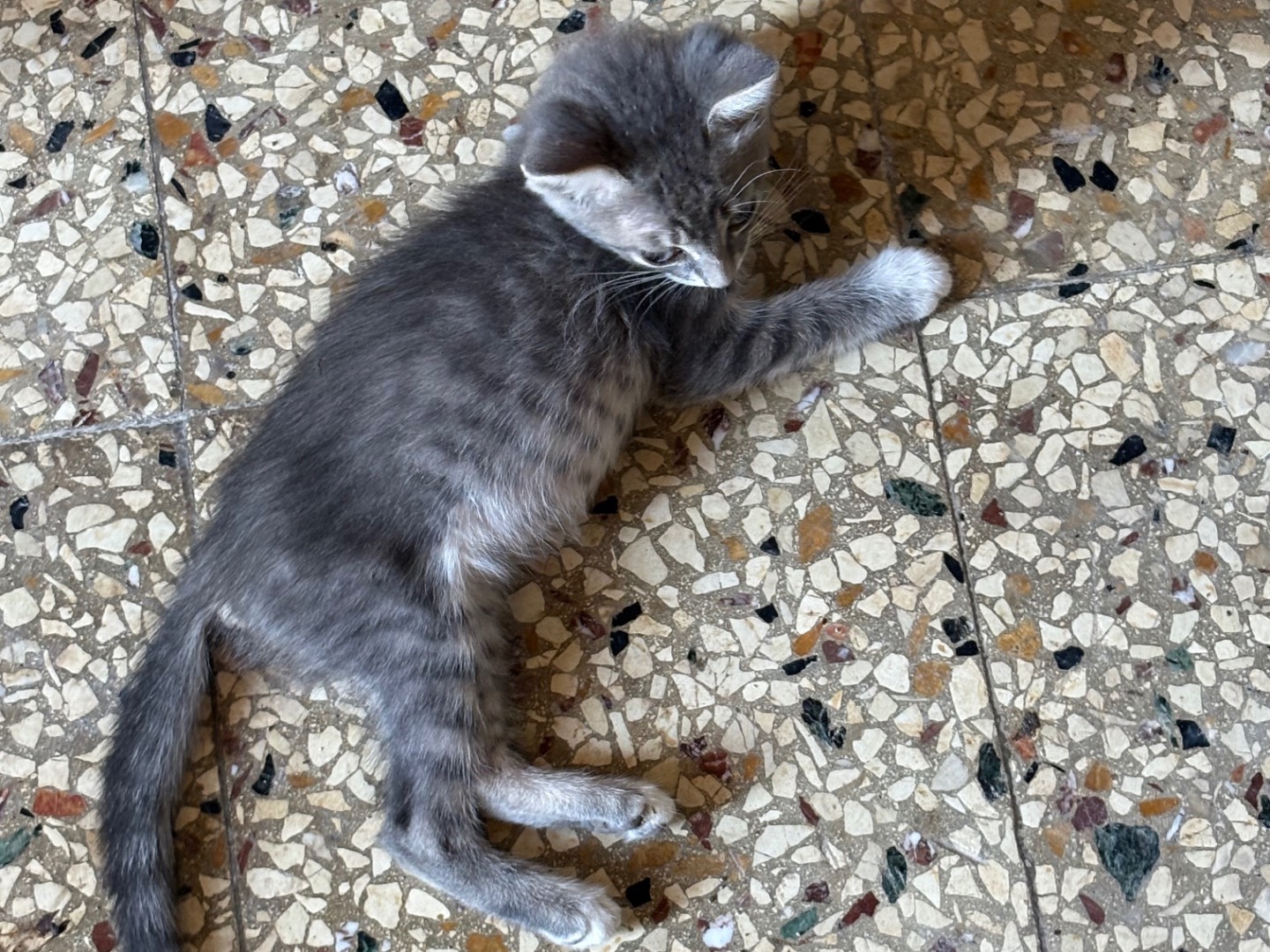 Vuoi adottare un gatto a Siracusa?