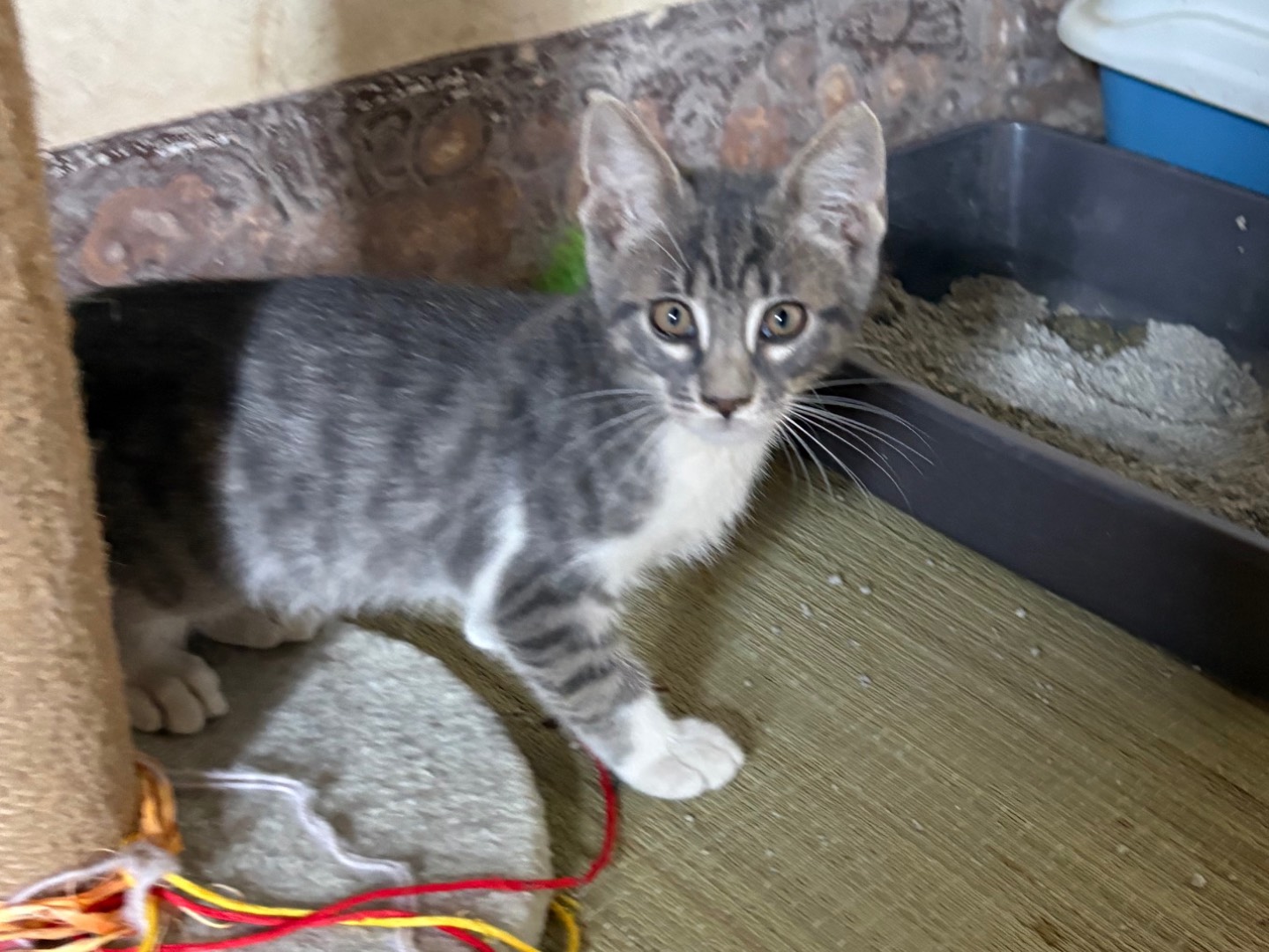 Adotta il gatto Smoke a Siracusa