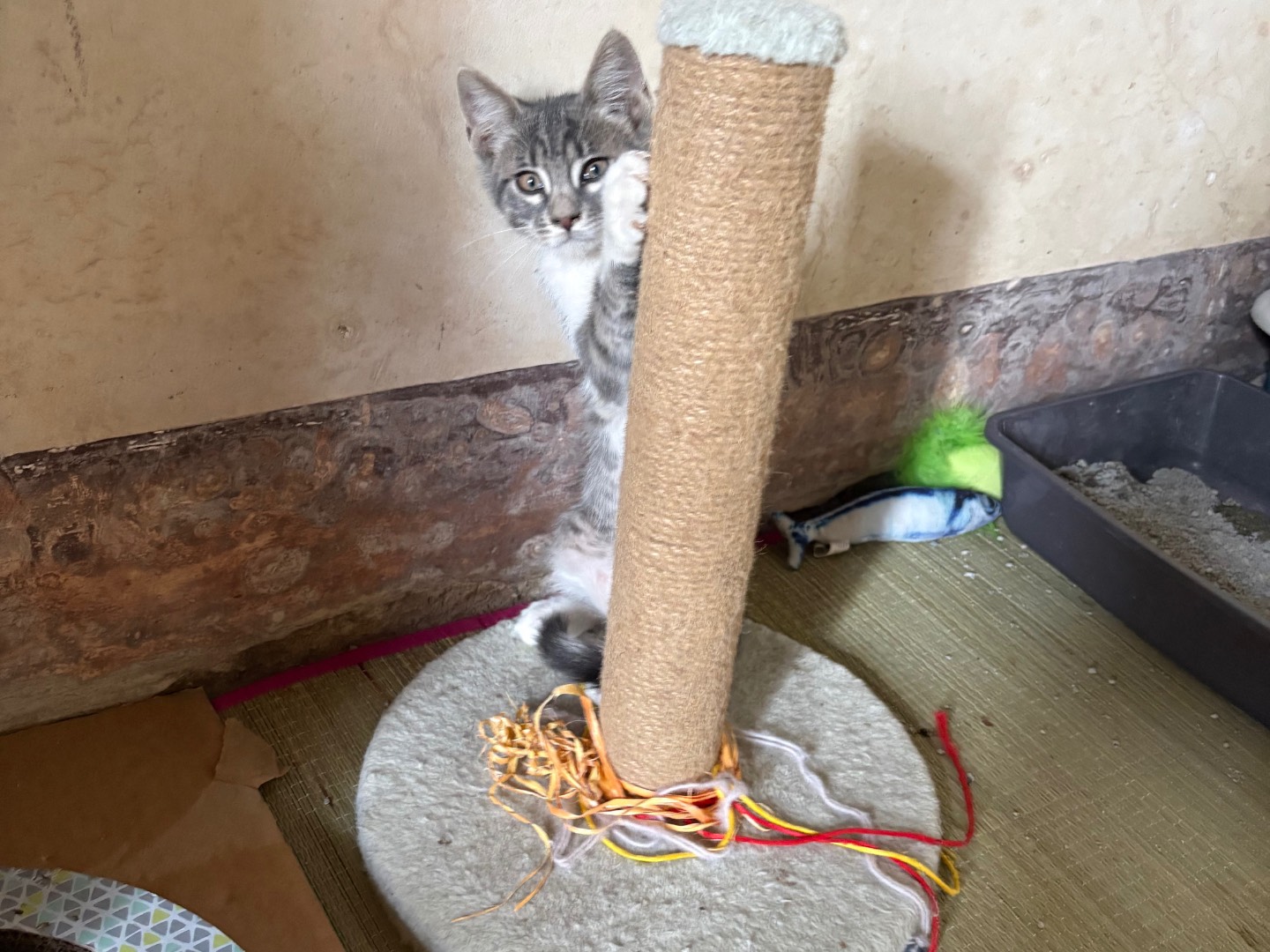 Adozione gatto, maschio, Certosino  Razza sconosciuta, 2 mesi, taglia non valida, Siracusa