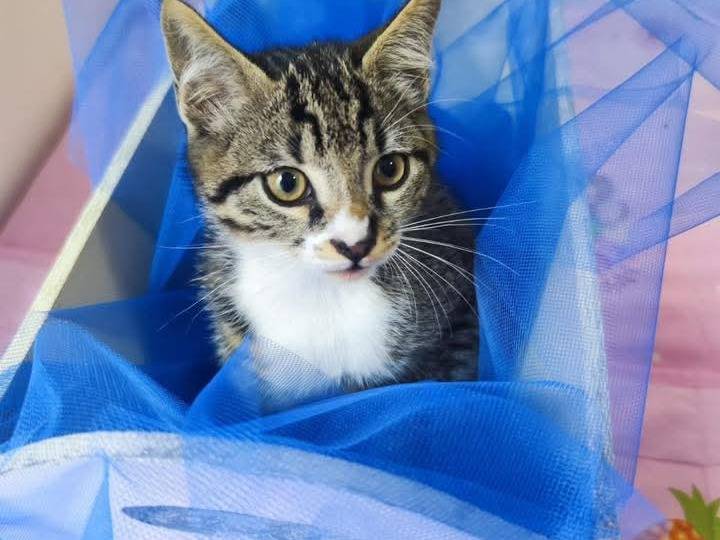 Adotta un gatto, taglia non valida, maschio, Bari