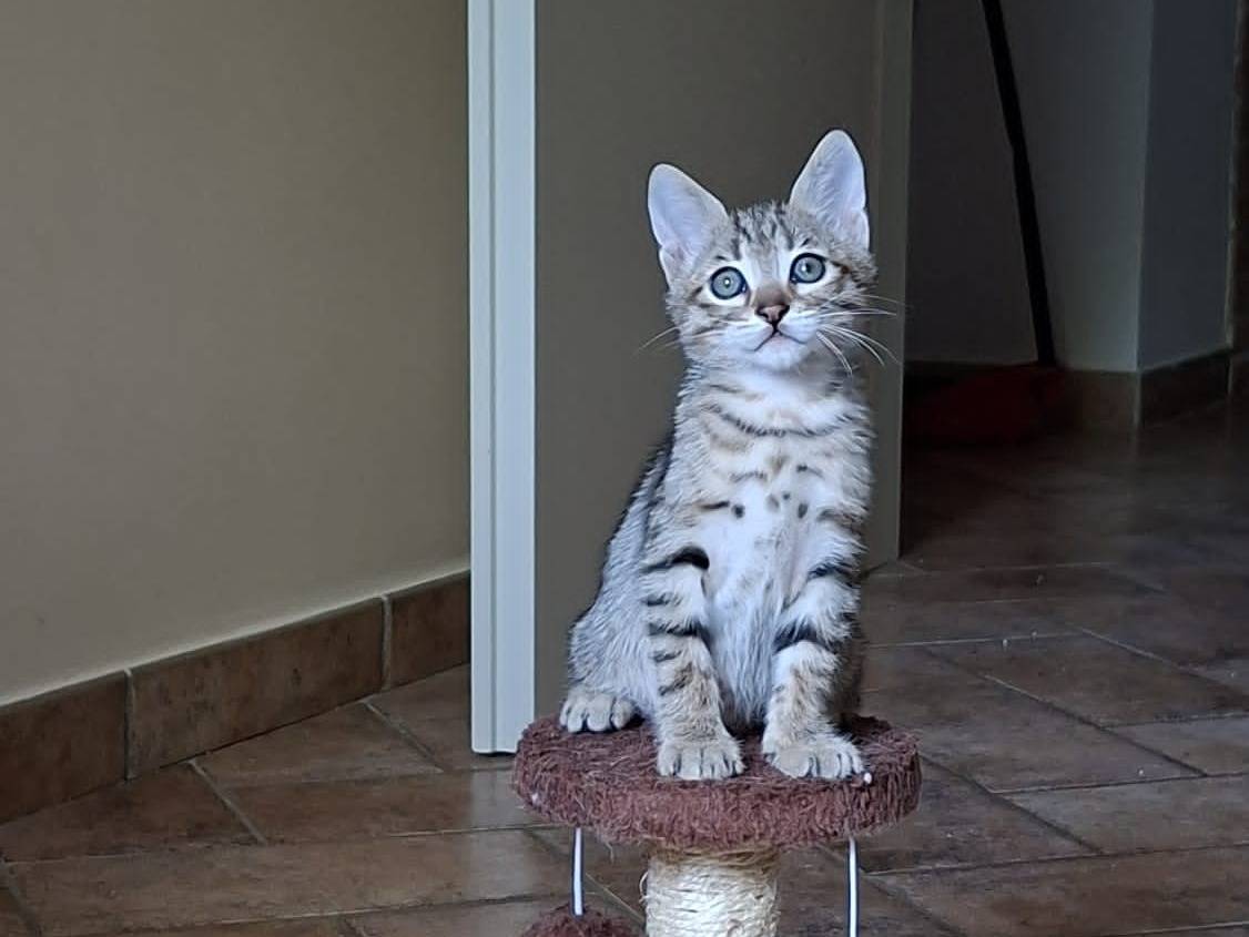 Adozione gatto, maschio, Razza sconosciuta Razza sconosciuta, 2 mesi, taglia non valida, Roma