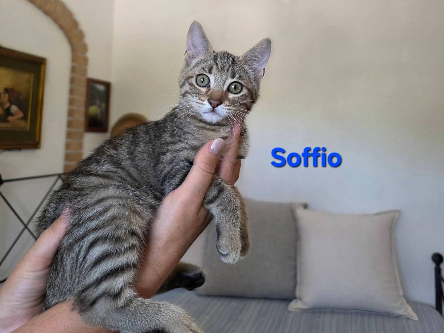 Adotta un gatto, maschio, 2 mesi, Roma