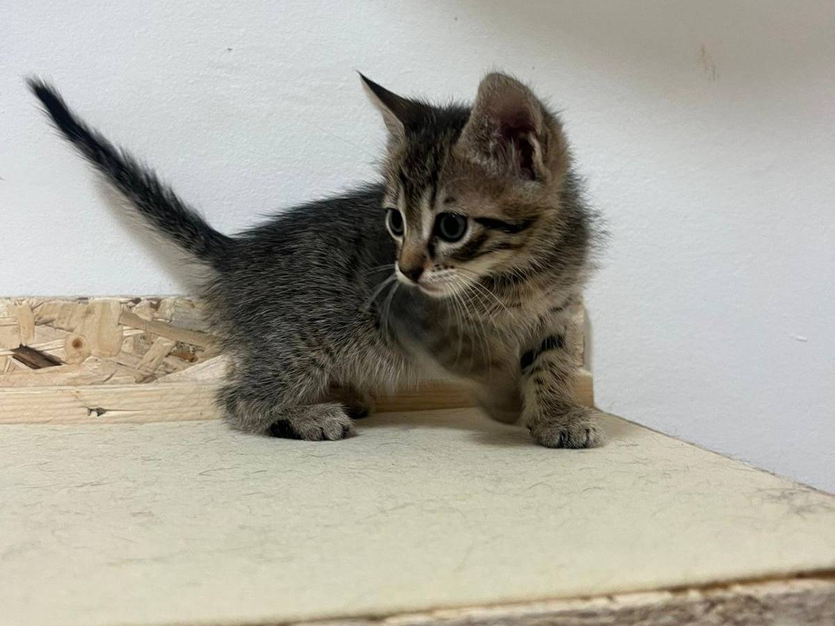 Adozione gatto, femmina, Razza sconosciuta Razza sconosciuta, 4 mesi, taglia non valida, Bari