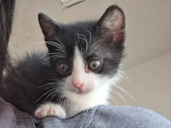 Adozione gatto, femmina, Razza sconosciuta Razza sconosciuta, 2 mesi, taglia non valida, Parma