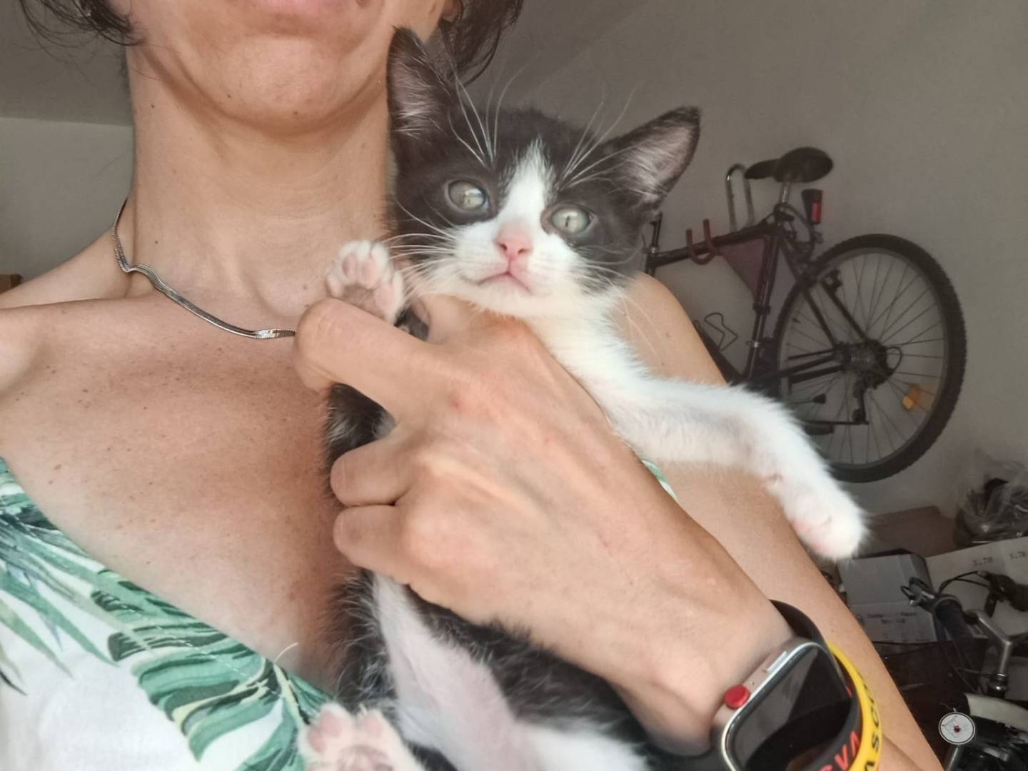 Vuoi adottare un gatto a Parma?