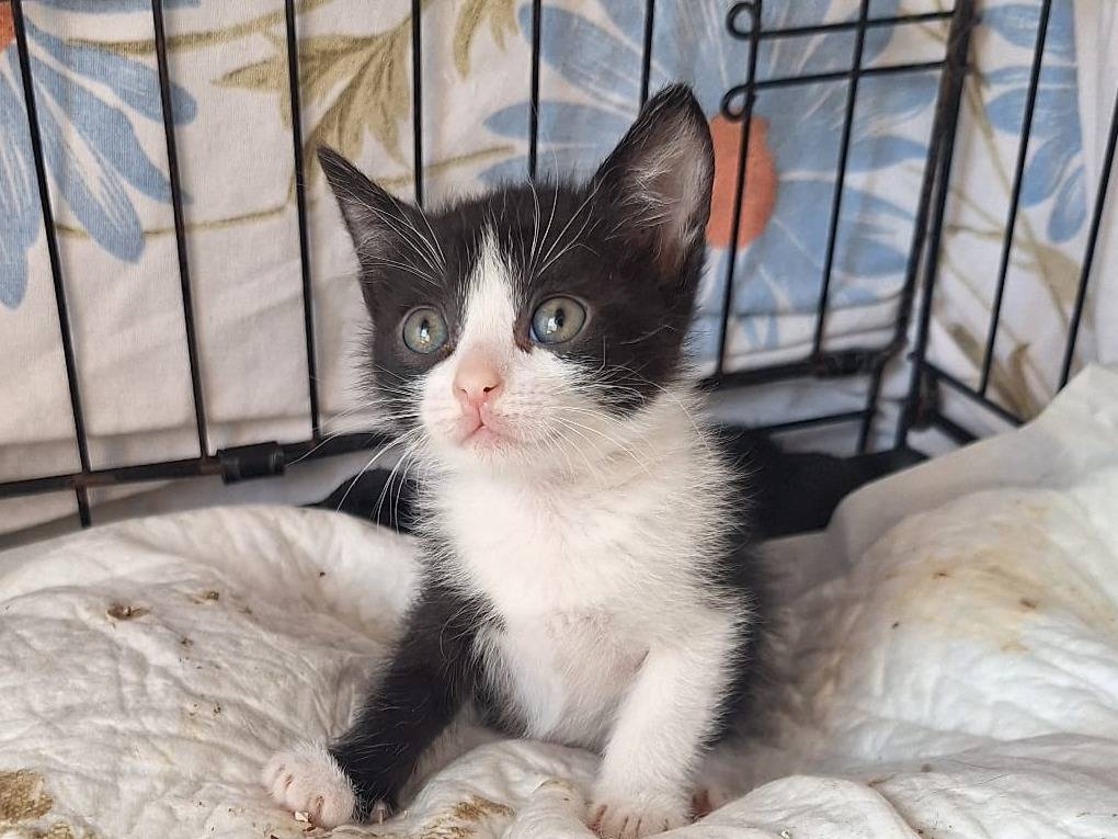 Adotta un gatto, taglia non valida, femmina, Parma
