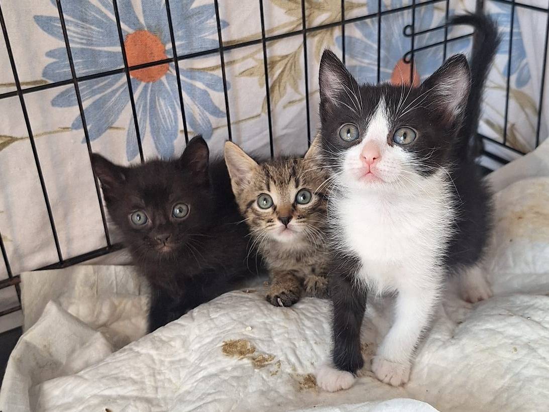 Adotta il gatto Birba a Parma