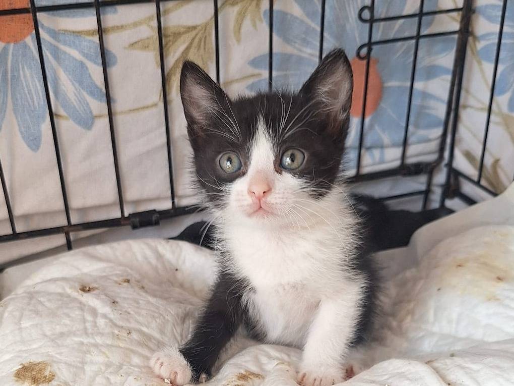 Adotta un gatto, femmina, 2 mesi, Parma