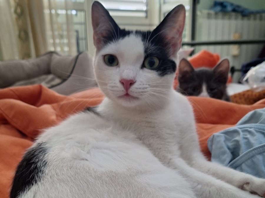 Adotta un gatto, femmina, 11 mesi, Vibo