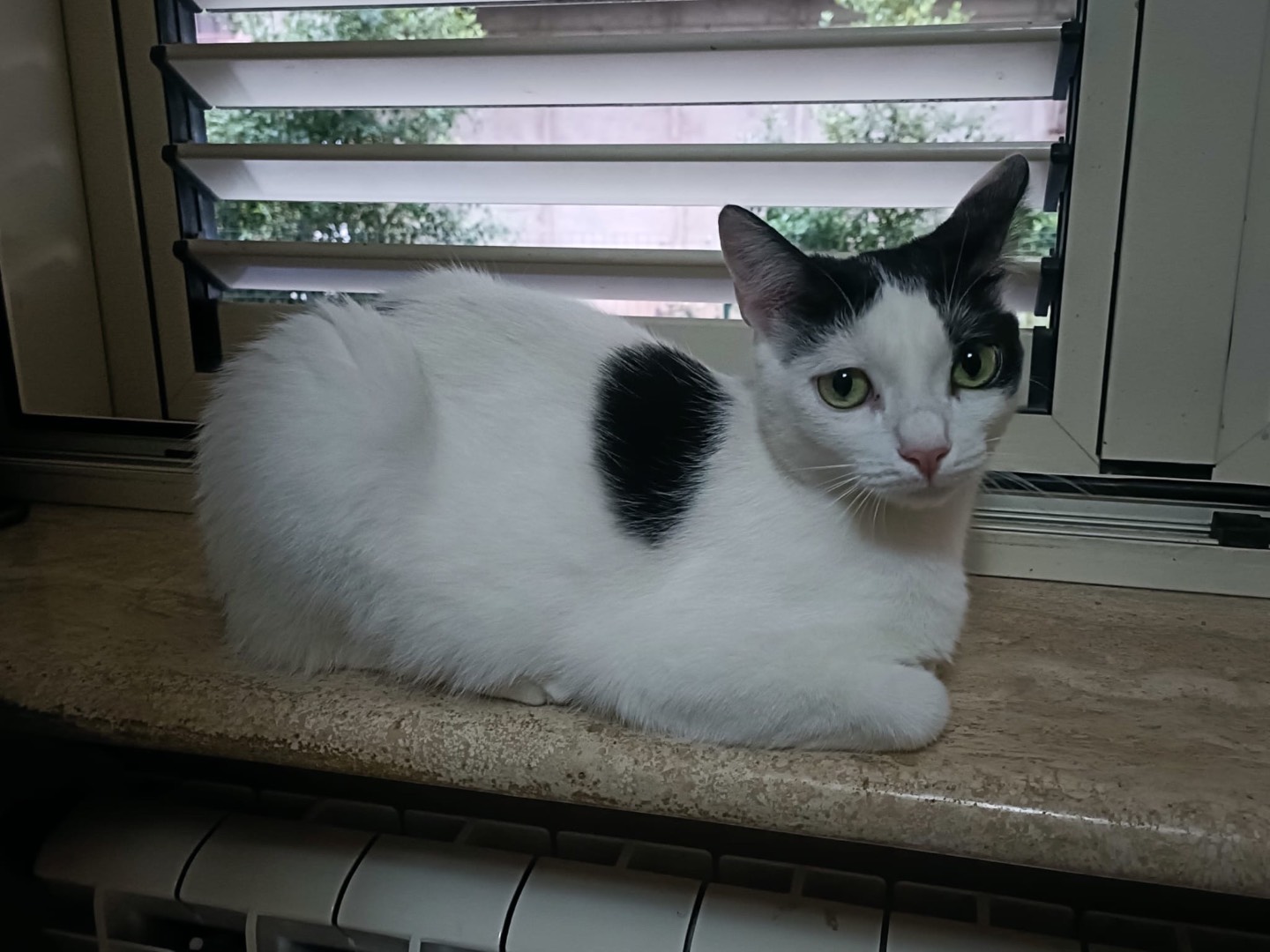 Adotta un gatto, taglia non valida, femmina, Vibo