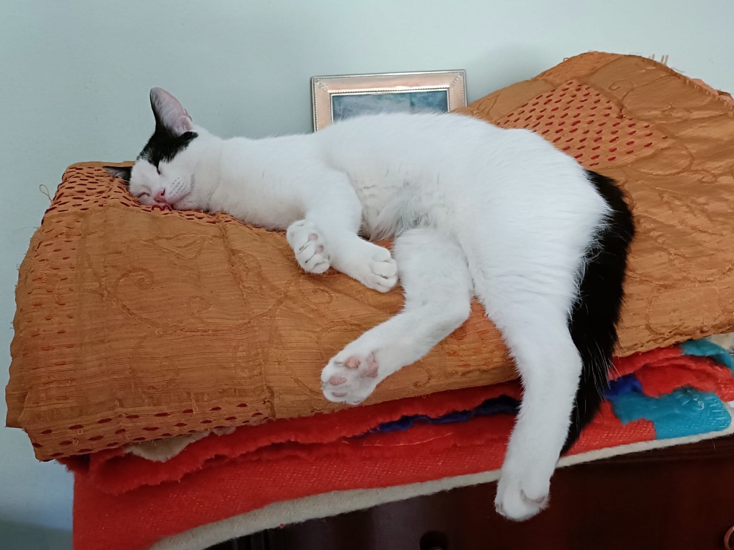 Vuoi adottare un gatto a Vibo?