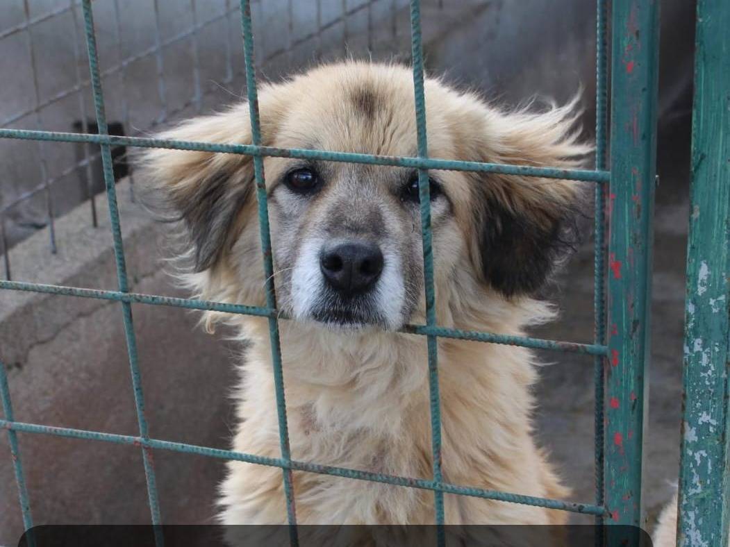 Adozione cane, femmina, Razza sconosciuta Razza sconosciuta, 8 anni e 1 mese, taglia media, Bolzano