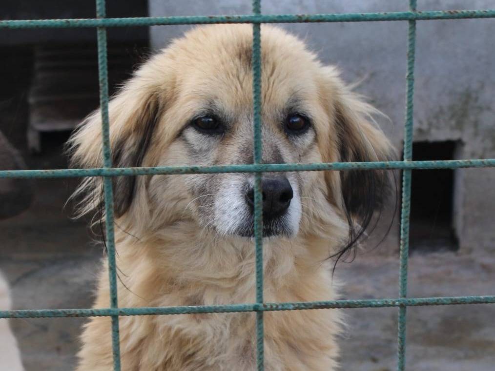 Adotta un cane, femmina, 8 anni e 1 mese, Bolzano