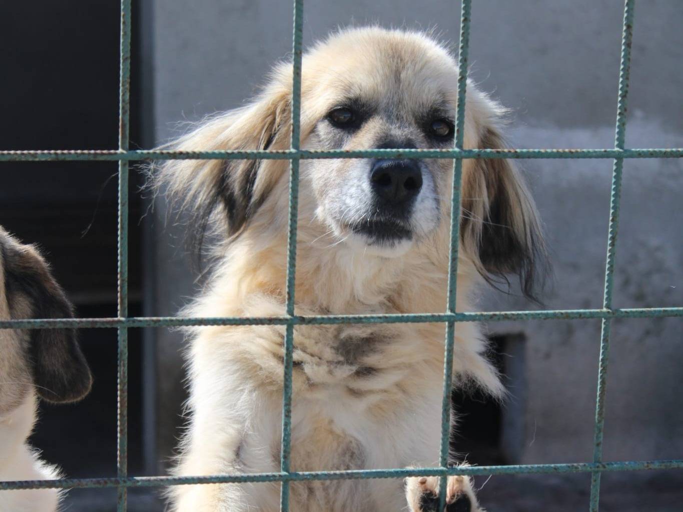 Adotta un cane, taglia media, femmina, Bolzano