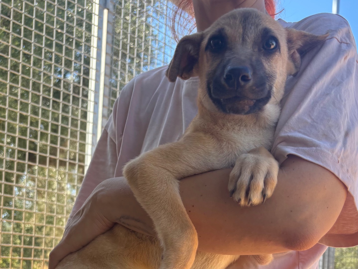 Adozione cane, maschio, Razza sconosciuta Razza sconosciuta, 3 mesi, taglia media contenuta, Taranto