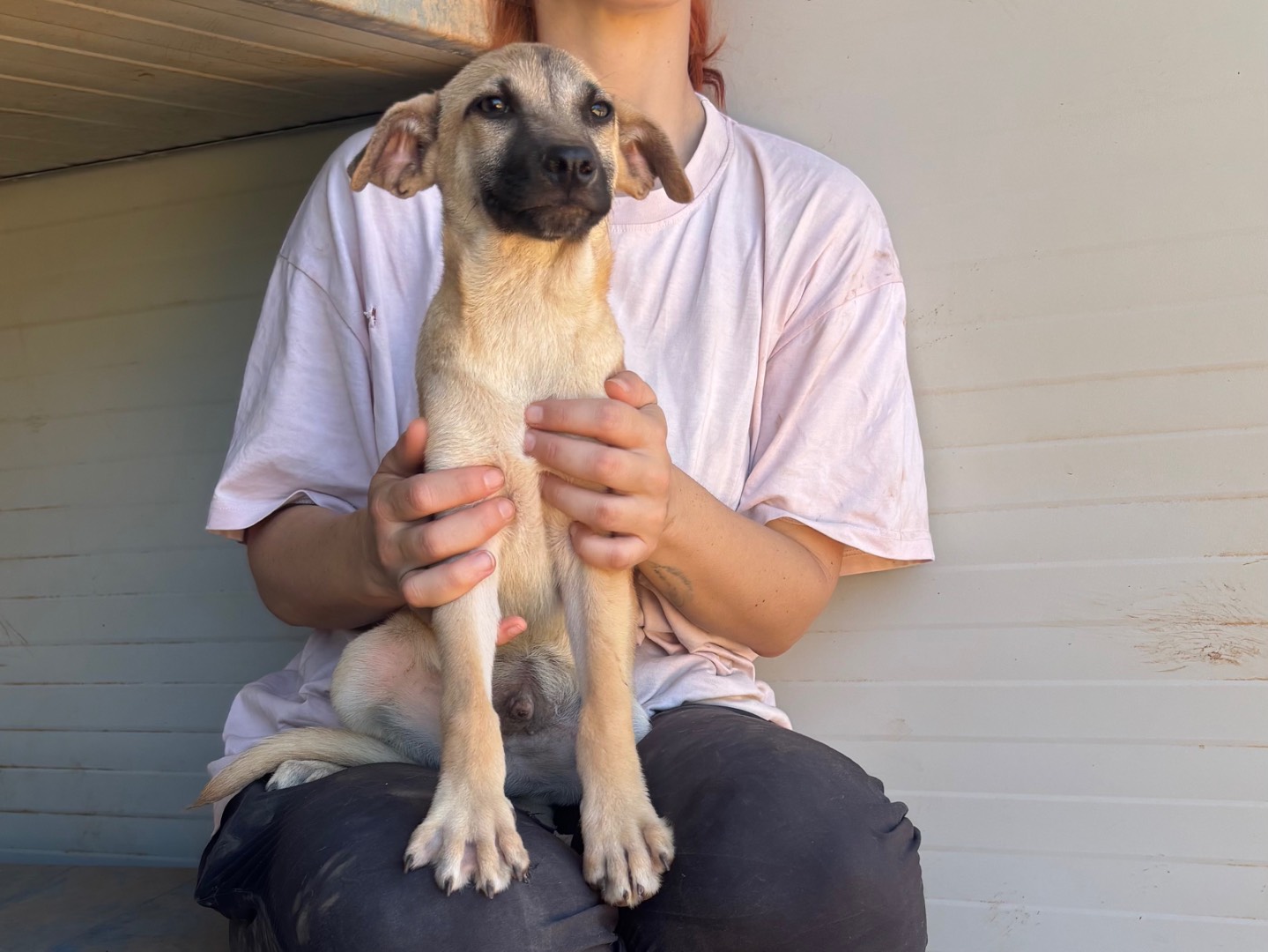Adotta un cane, taglia media contenuta, maschio, Taranto