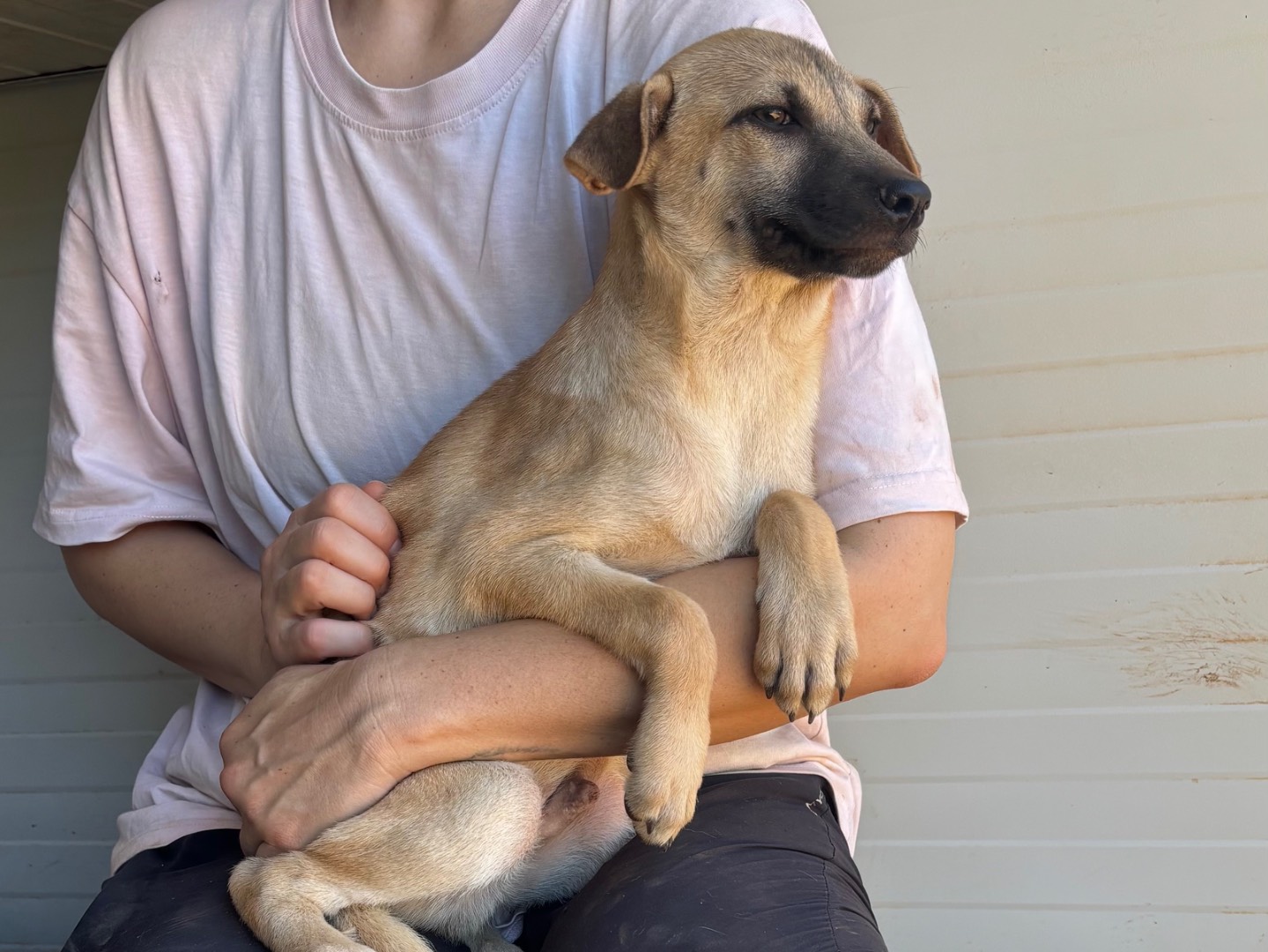 Adotta un cane, maschio, 3 mesi, Taranto