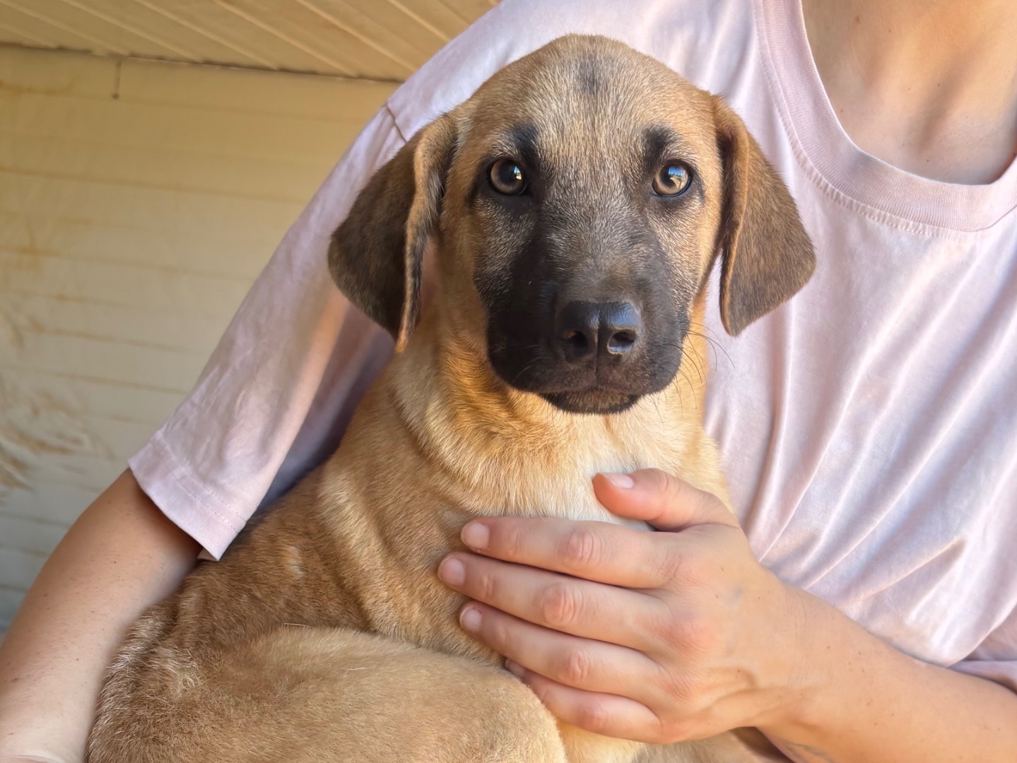 Adozione cane, maschio, Razza sconosciuta Razza sconosciuta, 3 mesi, taglia media contenuta, Taranto