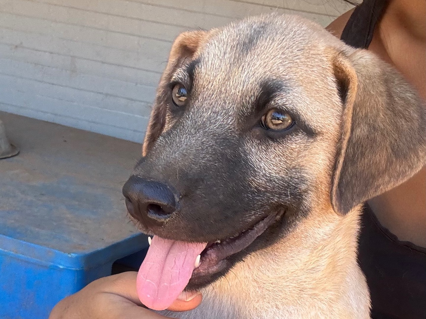 Adotta un cane, maschio, 3 mesi, Taranto