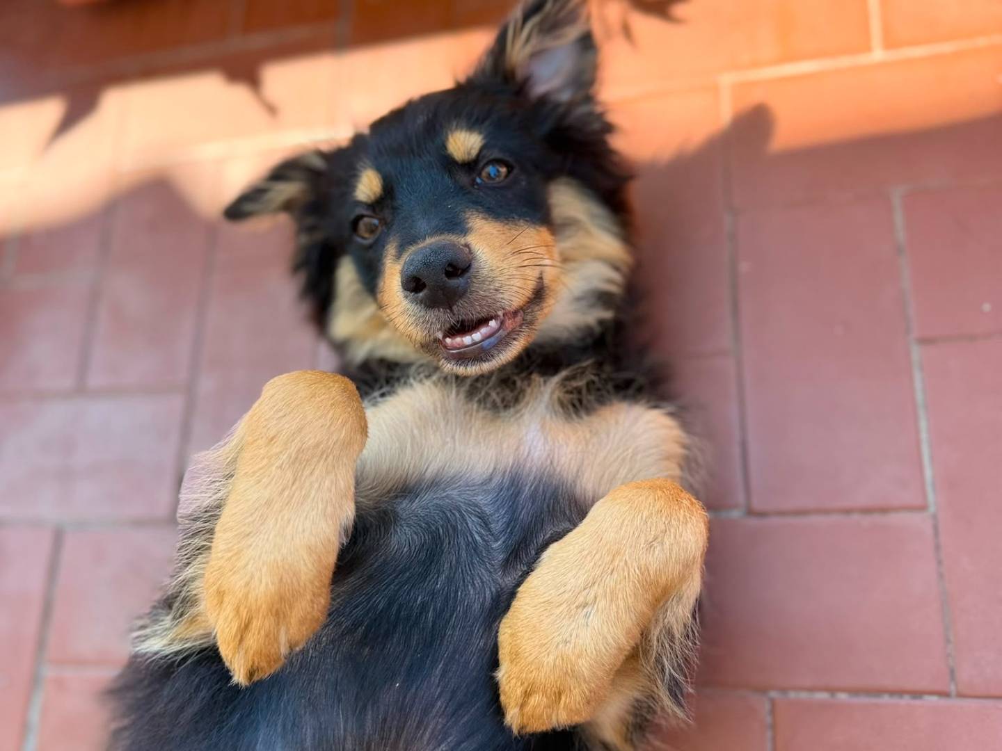 Adotta un cane, femmina, 3 mesi, Roma