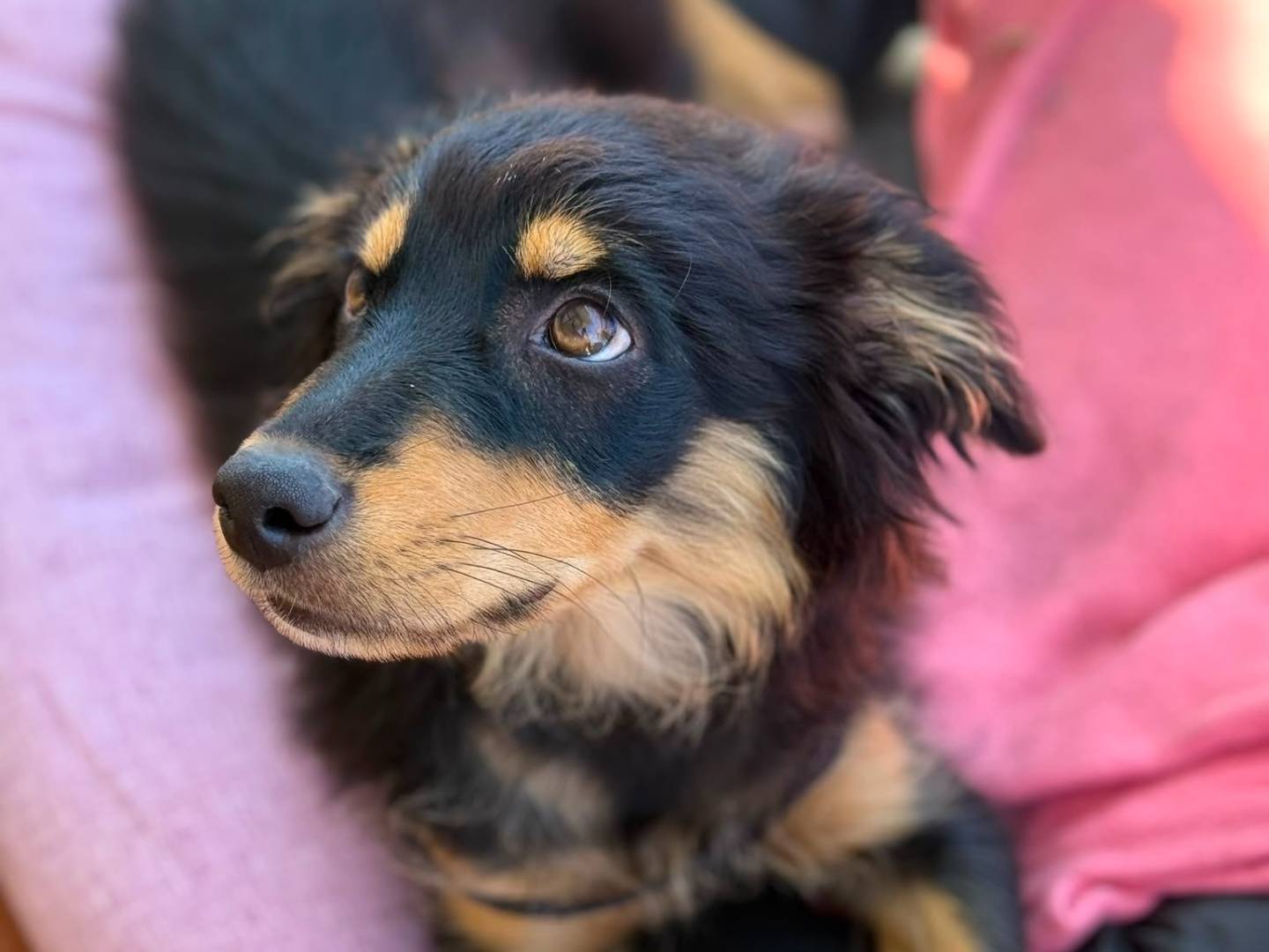 Adotta un cane, taglia media contenuta, femmina, Roma