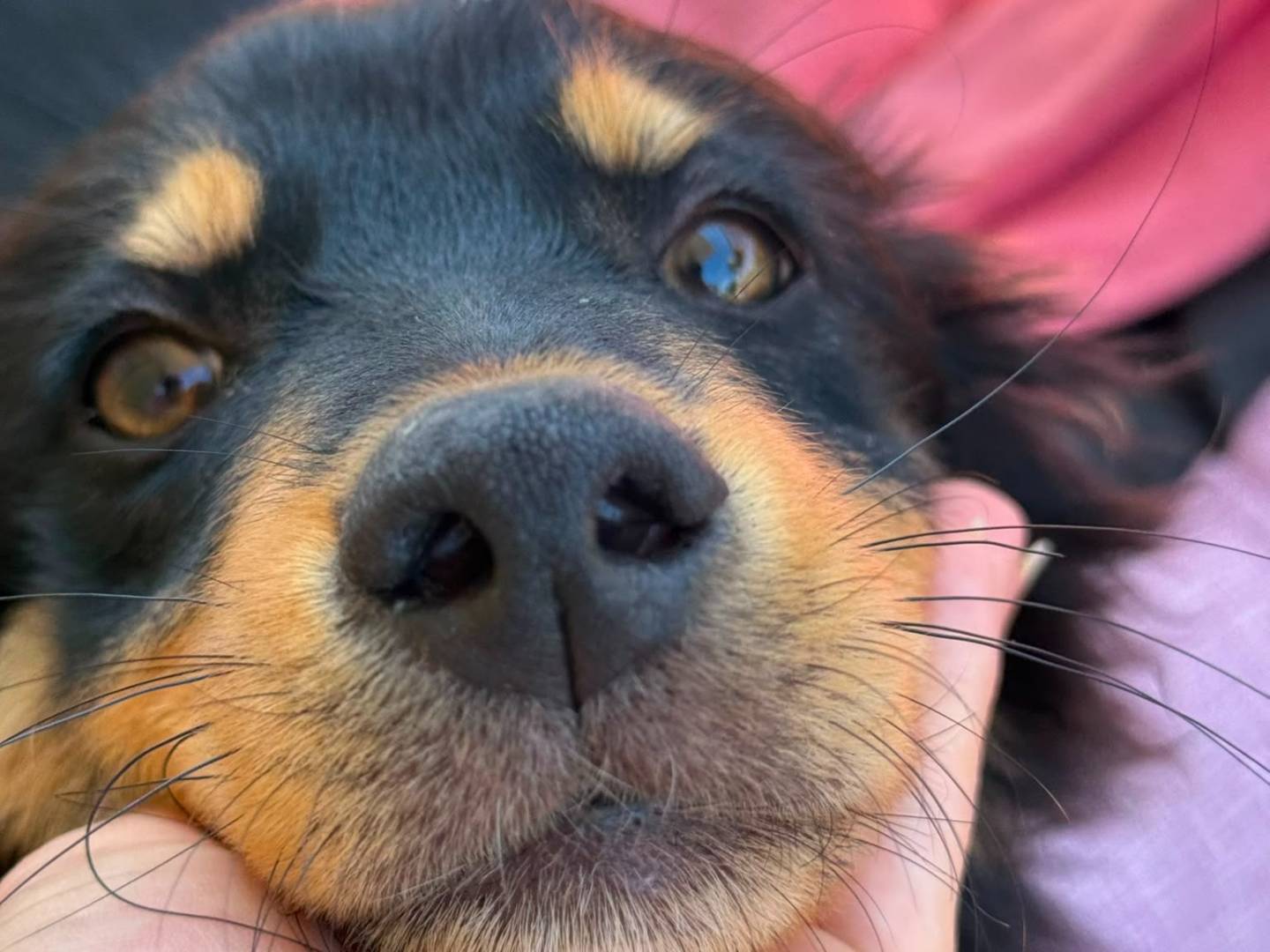 Vuoi adottare un cane a Roma?