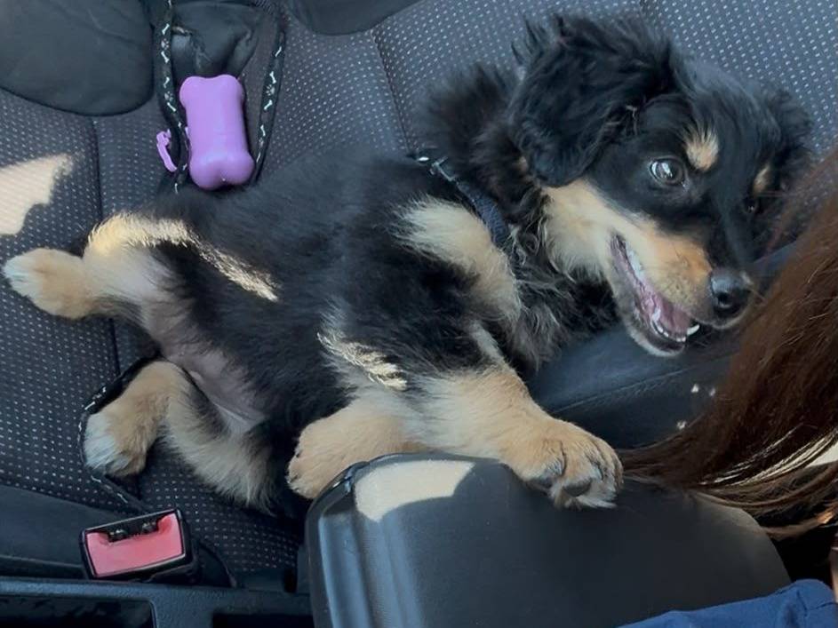 Adotta il cane Hazel a Roma