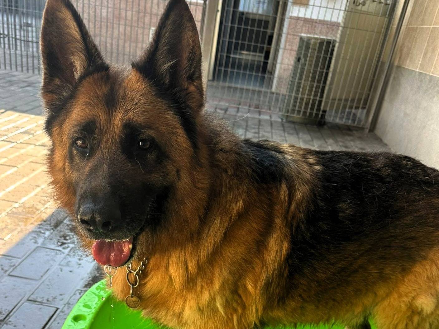 Adozione cane, maschio, Razza sconosciuta Razza sconosciuta, 9 anni e 5 mesi, taglia grande, Milano