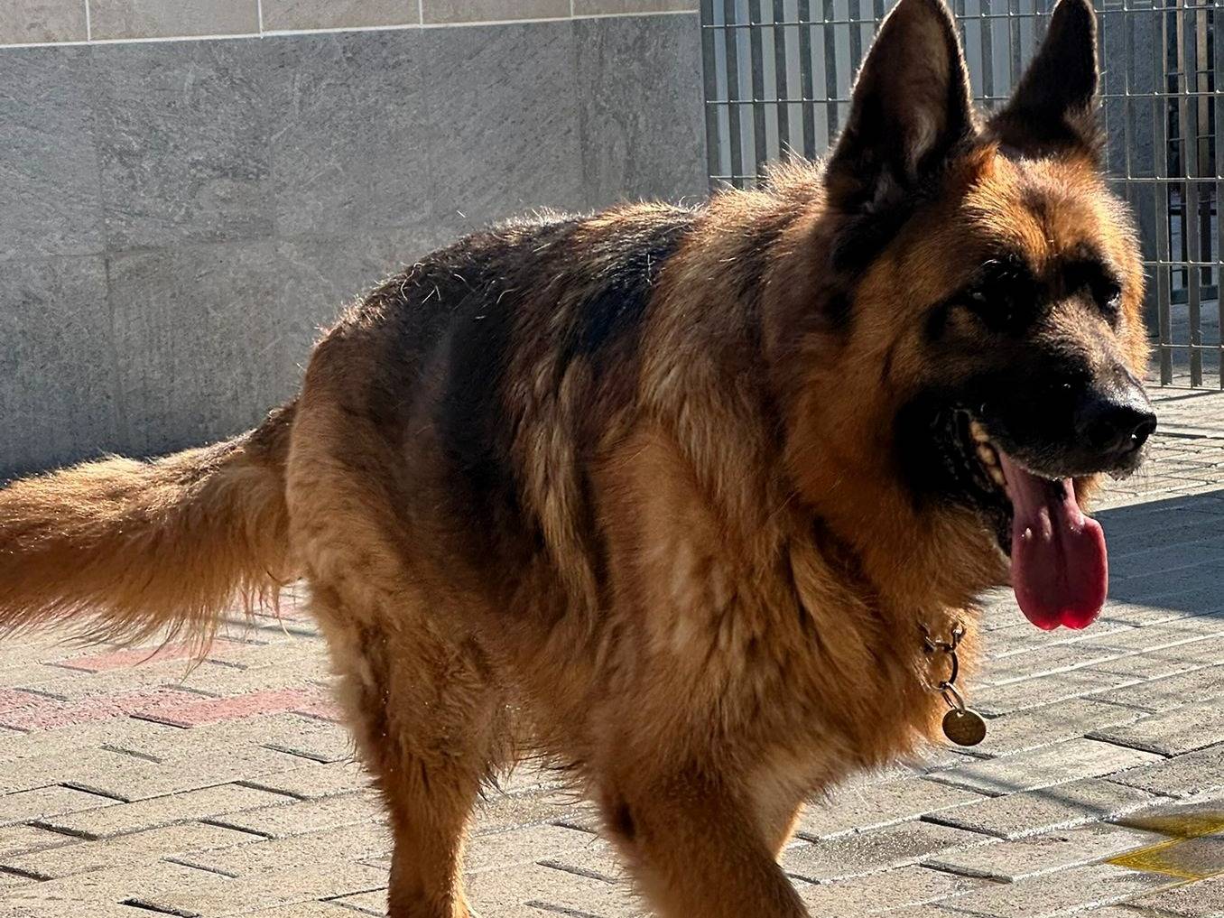 Adotta un cane, maschio, 9 anni e 5 mesi, Milano