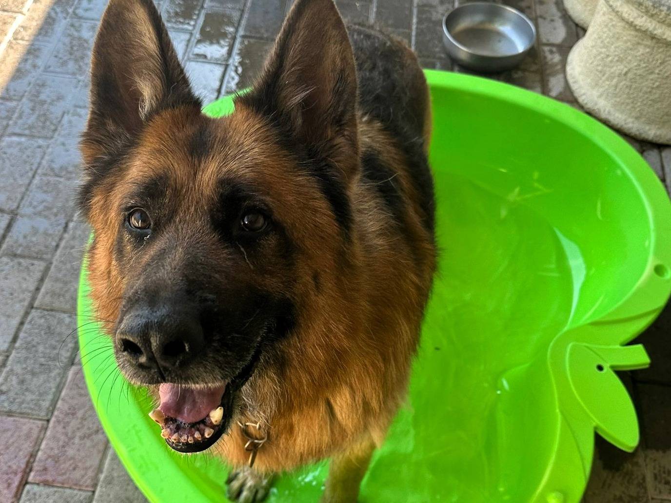 Vuoi adottare un cane a Milano?