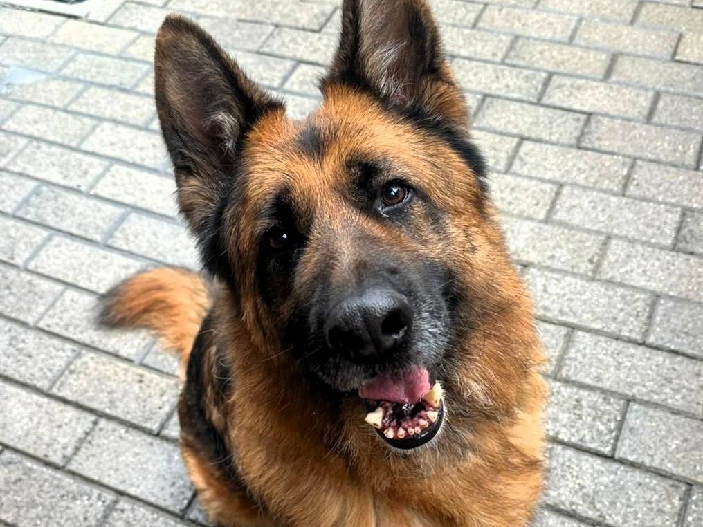 Adotta il cane IBRA a Milano