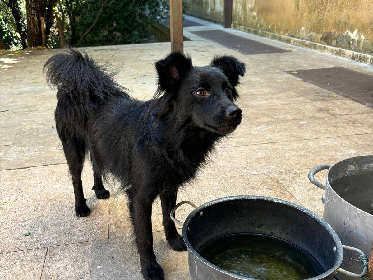 Adozione cane, maschio, Razza sconosciuta Razza sconosciuta, 1 anno e 7 mesi, taglia piccola, Bari