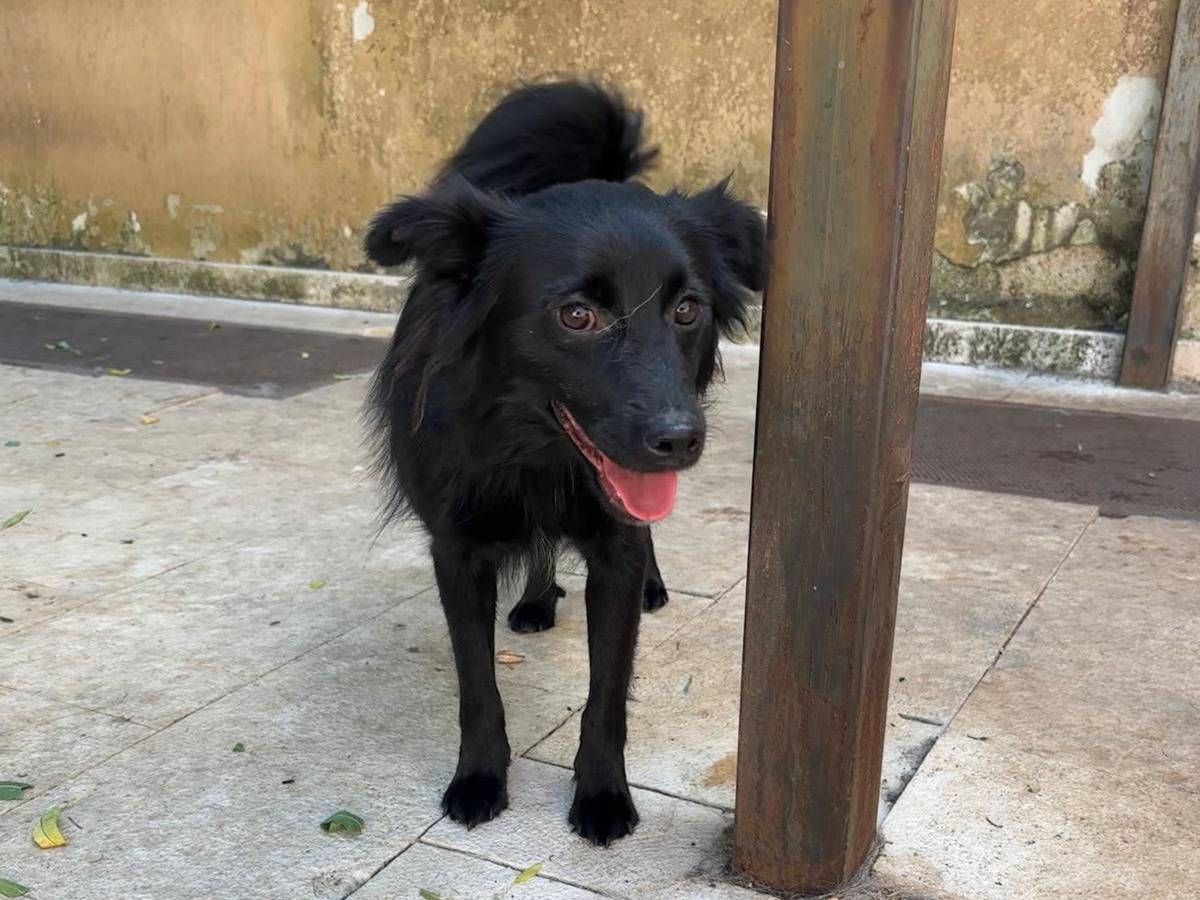 Adotta un cane, maschio, 1 anno e 7 mesi, Bari