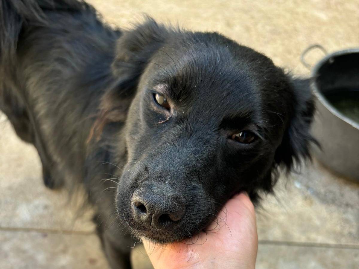 Adotta un cane, taglia piccola, maschio, Bari