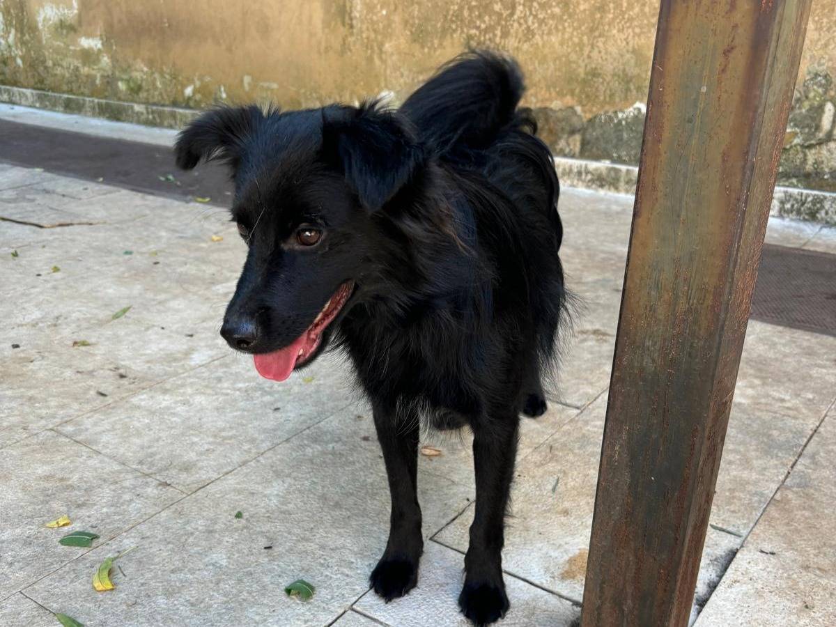 Vuoi adottare un cane a Bari?