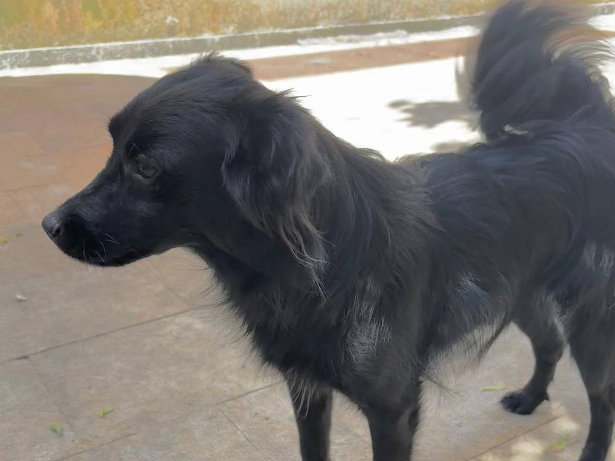 Adotta il cane Oliver a Bari