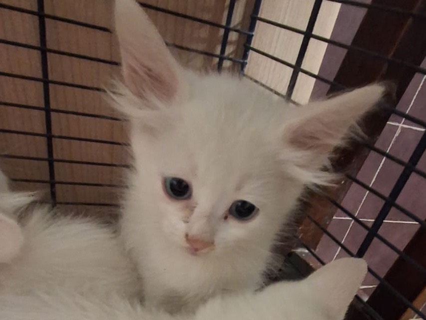 Adozione gatto, femmina, Razza sconosciuta Razza sconosciuta, 2 mesi, taglia non valida, Torino
