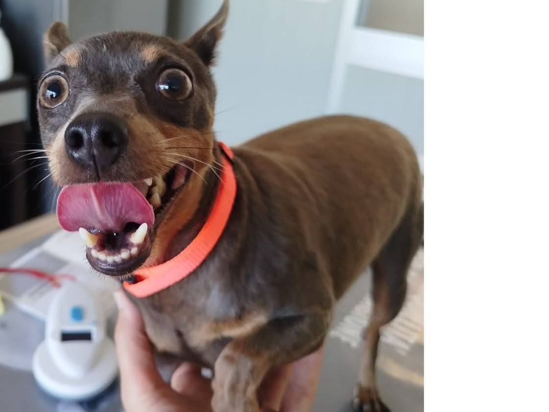 Adotta un cane, femmina, 4 anni e 7 mesi, Verona