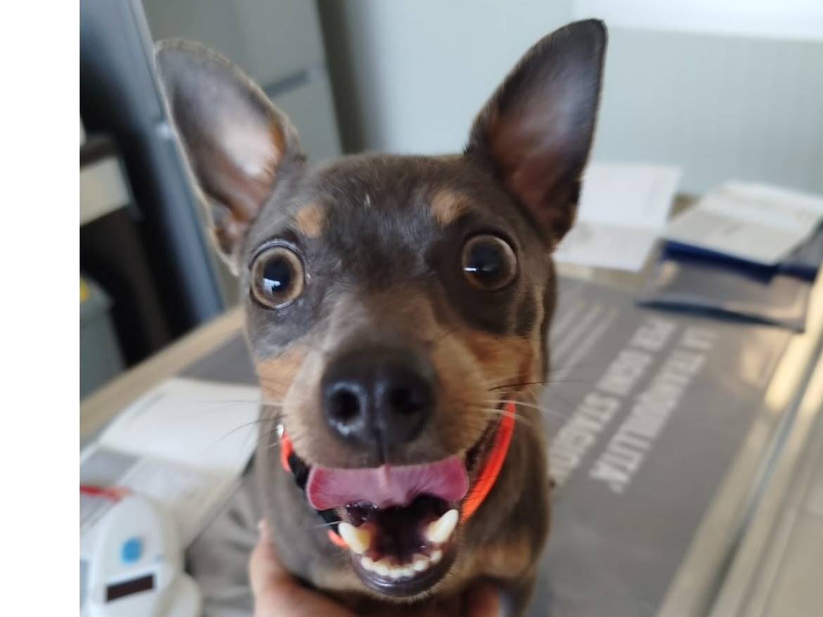 Adotta un cane, taglia piccola, femmina, Verona