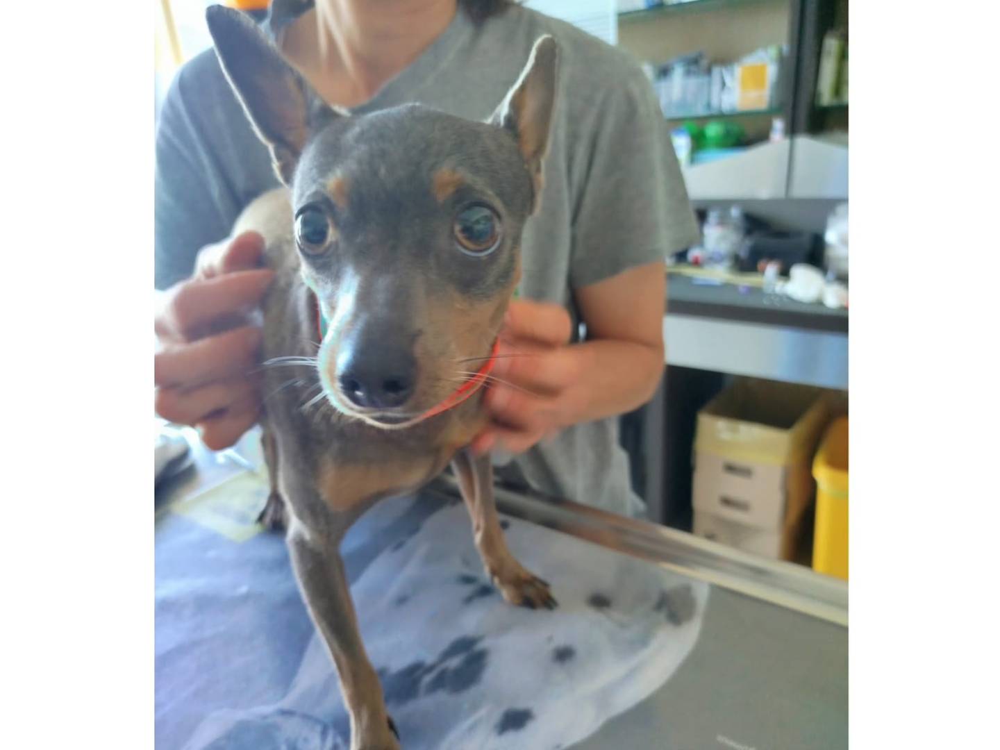 Vuoi adottare un cane a Verona?