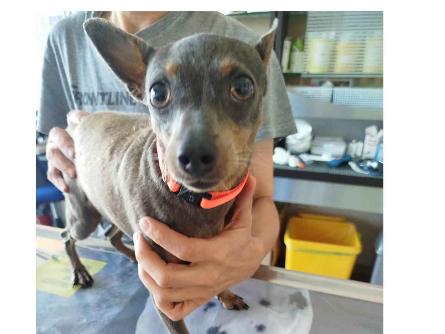 Adozione cane, femmina, Pinscher Razza sconosciuta, 4 anni e 7 mesi, taglia piccola, Verona