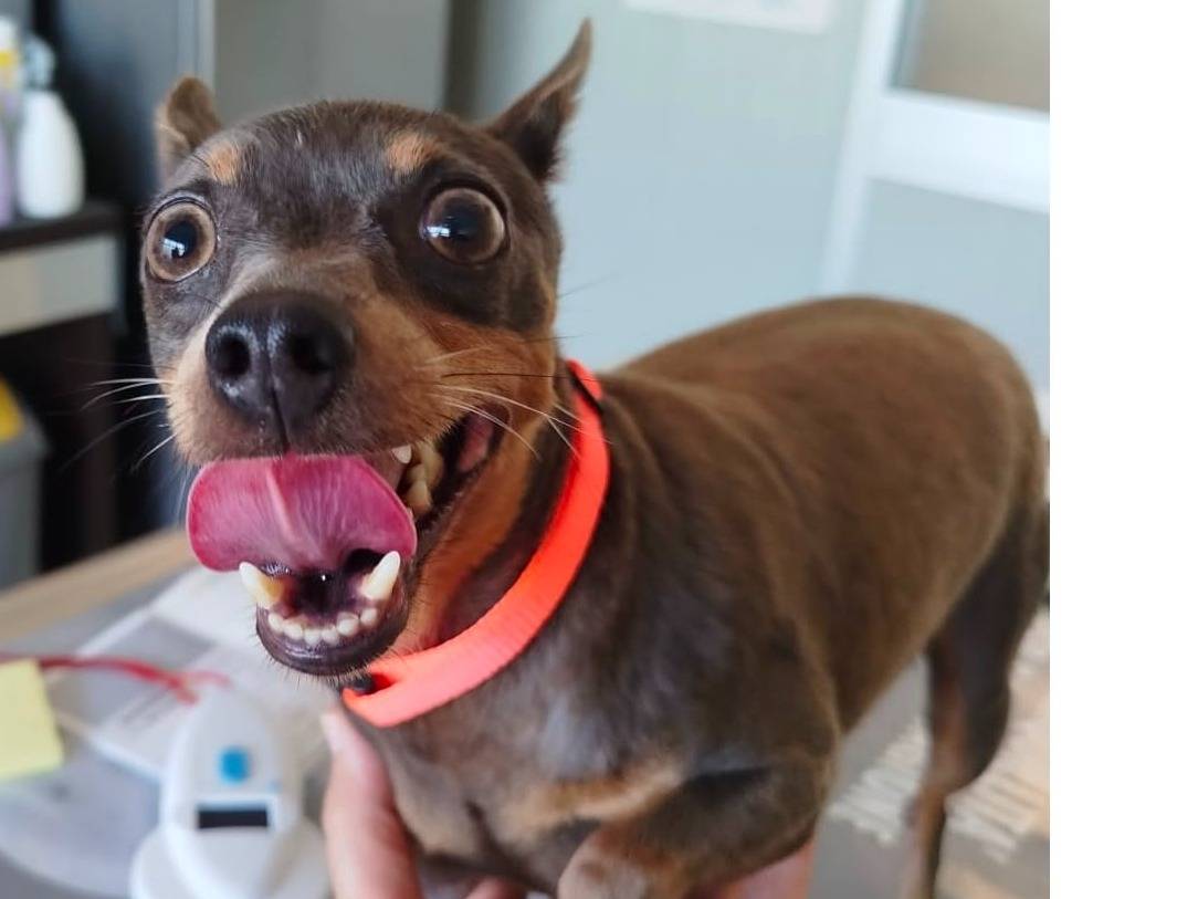 Adotta il cane KETTY a Verona