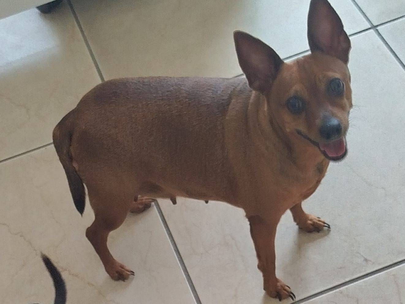Adotta un cane, femmina, 6 anni e 2 mesi, Verona