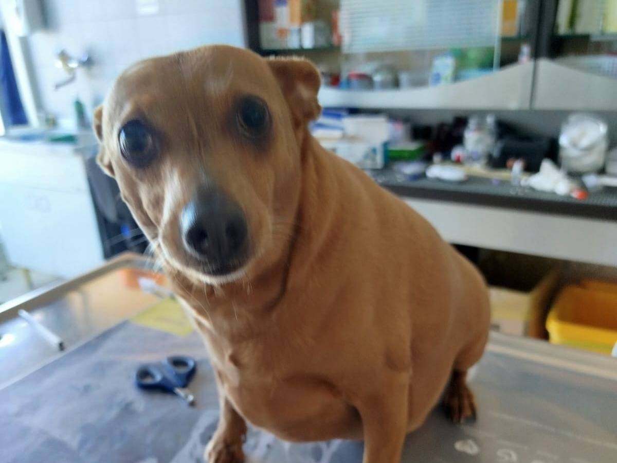 Adotta un cane, maschio, 4 anni e 7 mesi, Verona
