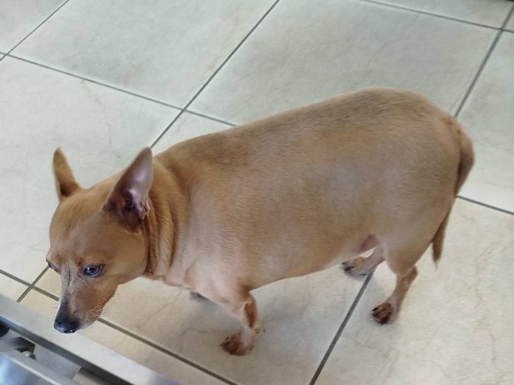 Adotta un cane, taglia piccola, maschio, Verona