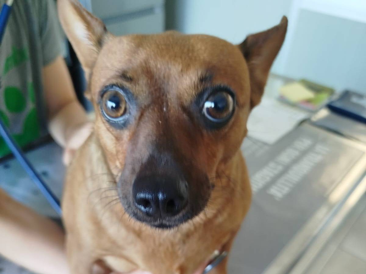 Adotta un cane, femmina, 4 anni e 4 mesi, Verona