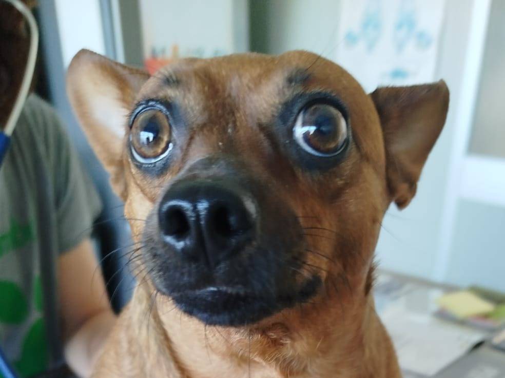 Adozione cane, femmina, Pinscher Razza sconosciuta, 4 anni e 4 mesi, taglia piccola, Verona
