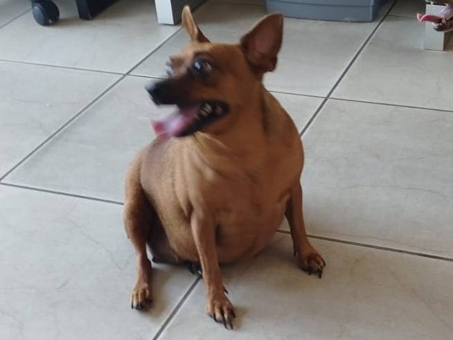 Adotta il cane GIOIA  a Verona