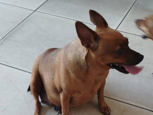Adotta un cane, taglia piccola, femmina, Verona